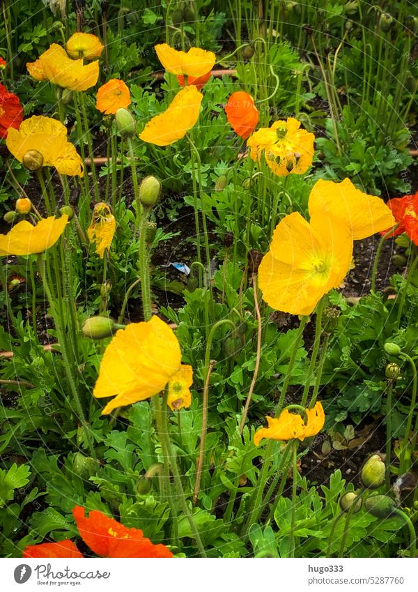 papaver flora Yellow Green Red Summer Poppy Flower Field Idyll Exterior shot Peaceful Colour photo Corn poppy Garden sunny Summery Flower meadow Meadow