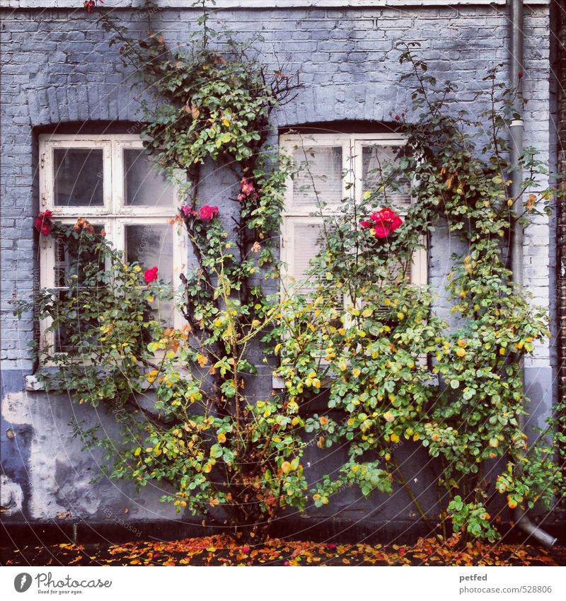 Domestic views III Architecture Autumn Bushes Rose Town Old town House (Residential Structure) Facade Window Door Eaves Wood Brick Thorny Blue Yellow Green