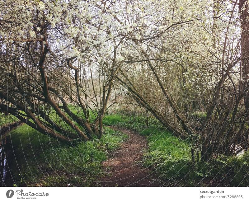 Path to the secret garden Park Garden Nature Climate Spring off gobbled covert Hiding place Mysterious Exterior shot Green Colour photo Tree Environment Summer