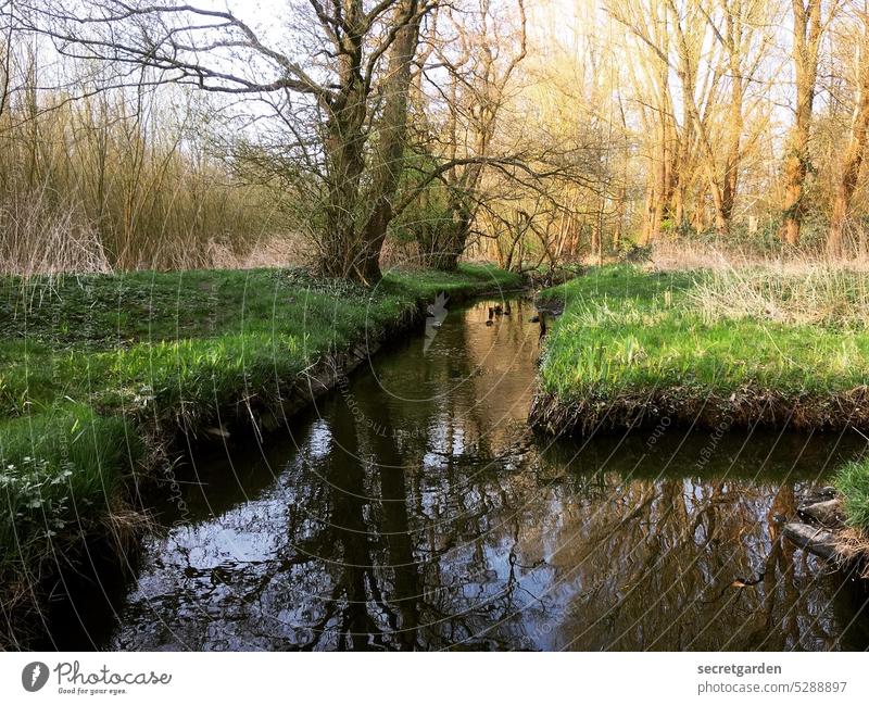 Shoreless through the day Idyll Nature Nature reserve Experiencing nature Love of nature Green Exterior shot Forest Environment Landscape Colour photo Tree