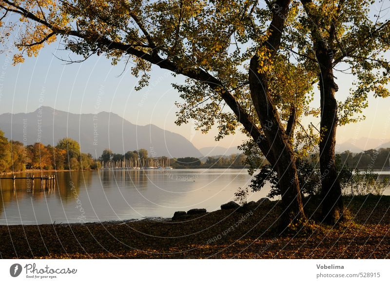 Shore of Lake Chiemsee Mountain Nature Water Autumn Beautiful weather Tree Alps Peak Lakeside Blue Brown Green Pink Black Loneliness bank overseas Chiemgau