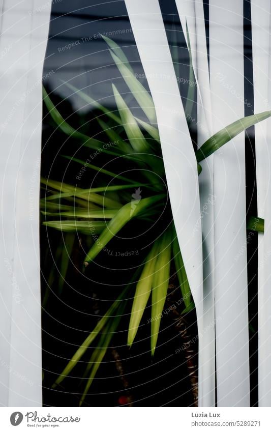 Pushing into the light: a yucca palm pushes the privacy slats aside with its leaves Yucca Yucca palm Palm tree Urge Light Light hunger light-hungry Houseplant