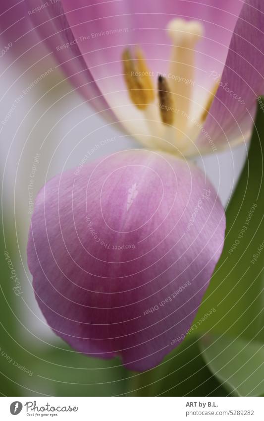 Bäääh macro Close-up Tulip background Nature Garden Spring Spring flowering plant Season Flower structures freedom of text tulip leaf Blossom leave Leaf