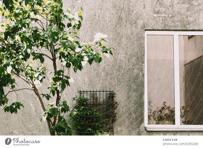 green in front of and in the window: reflection, view in and out Green green foliage Trees strike out Spring vernally Facade Window urban Bright kind trees