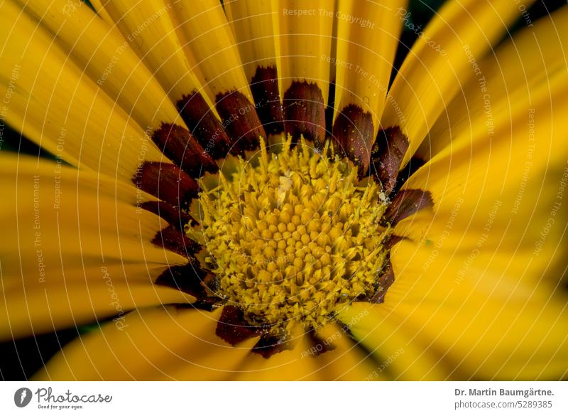 Inflorescence of Gazania rigens, gazania, midday gold Midday Gold inflorescence blossom from South Africa summer flower not hardy composite asteraceae Deserted