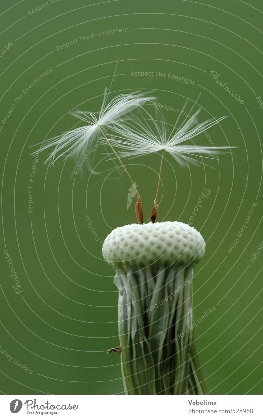 dandelion Plant Wild plant Gray Green White Seed Dandelion umbrella Close-up Nature Summer Colour photo Exterior shot Detail Macro (Extreme close-up)