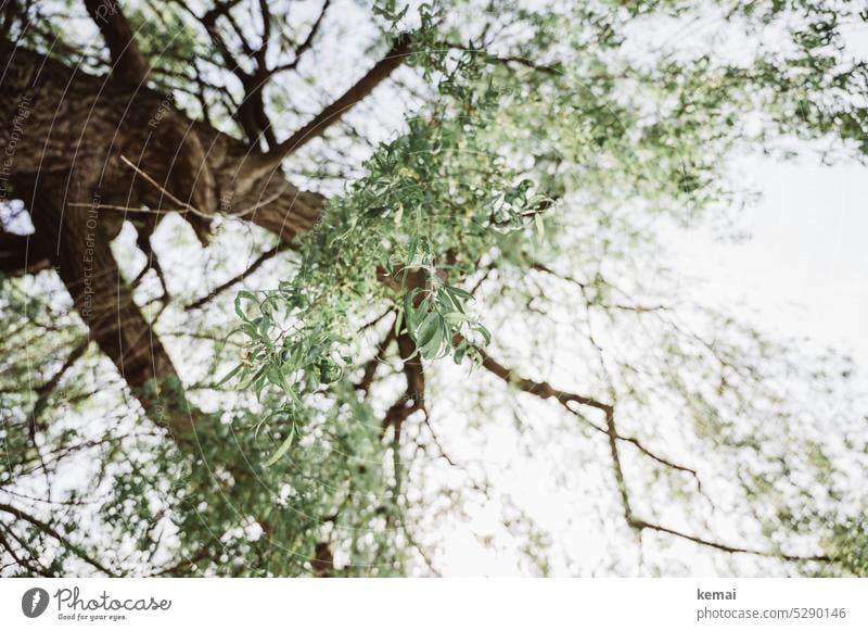 Mainfux | Branches and Leaves Tree Twig leaves Large Tall Above Hang Willow tree Green Fresh Summery Shadow shade dispenser Nature out natural beauty Tree trunk