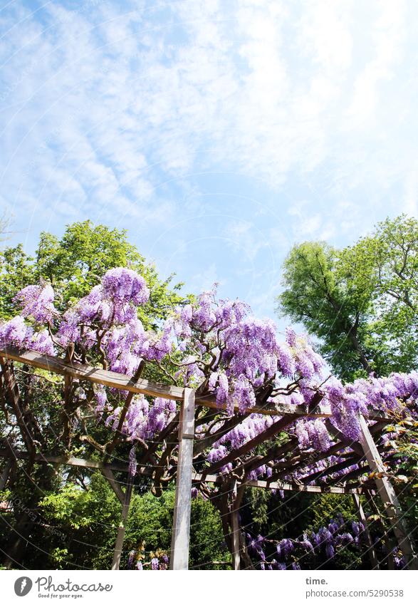 MainFux | Purple Rain Blue rain Glyzinia Tree sunny Pérgola Growth Sky Clouds Wood construction wooden beams Plant Nature Environment Park