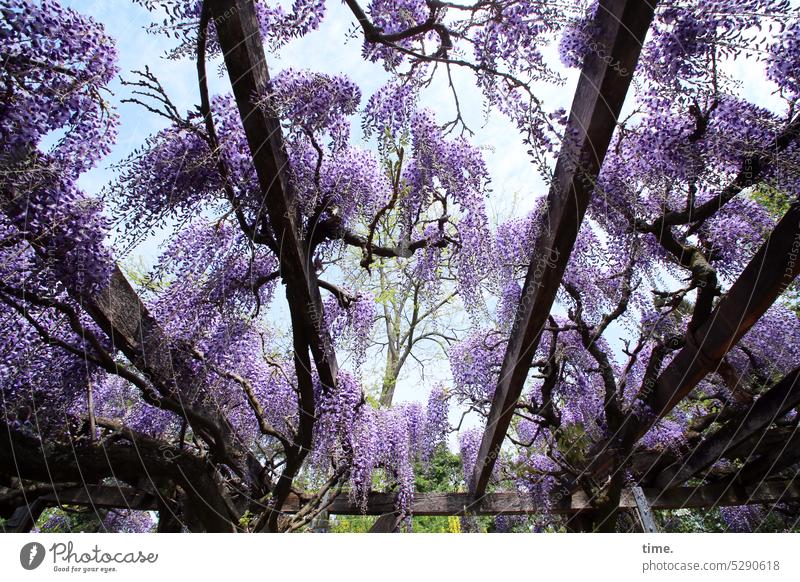 MainFux | Pergola Wisteria Wonderful Blue rain Construction blossom Plant Park Garden Joist Shadow Sky Spring Glyzinia blossoms Violet creeper shade dispenser