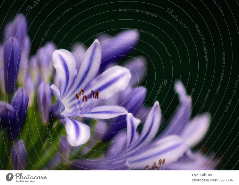 Purple Agapanthus Flower Nature purple agapanthus Blossom violet flower purple flowers