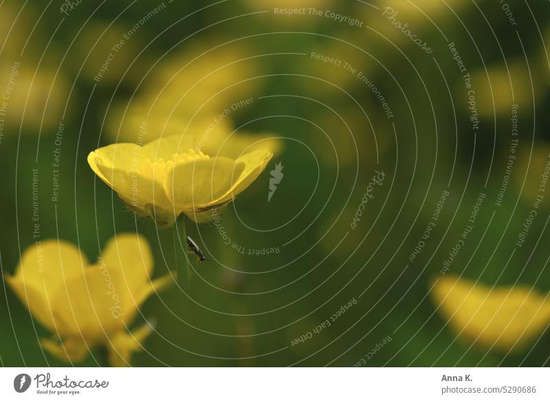 A little beetle and a buttercup buttercups Crowfoot plants little flowers buttercup meadow yellow flowers Yellow Nature Meadow Grass Meadow flower blurriness