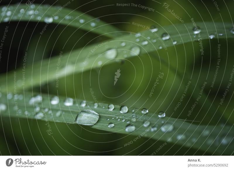 Delicate blades of grass covered with raindrops Grass Blade of grass Drop Drops of water Wet Close-up Detail Glittering Green Blur in the background calm moment