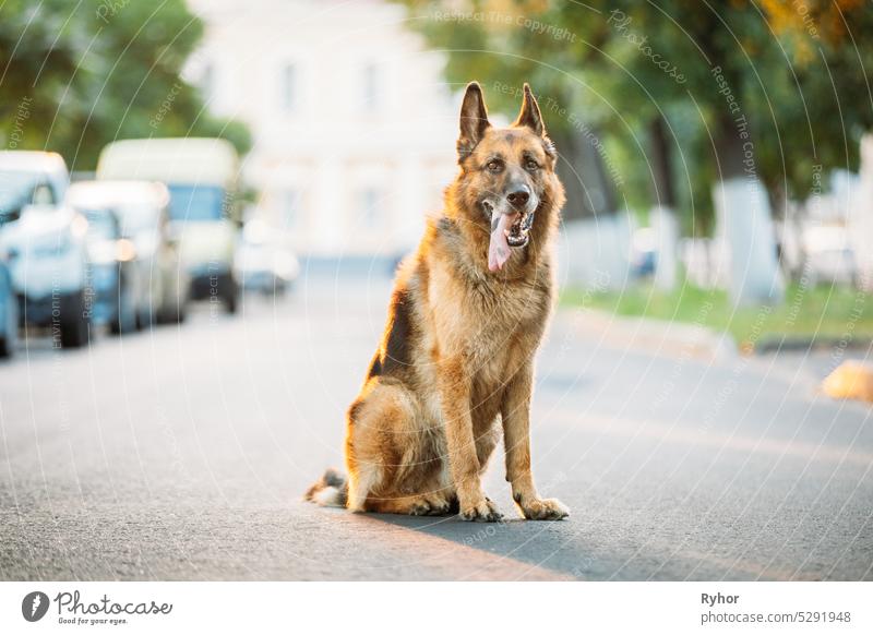 Alsatian Wolf Dog Sitting On Road. Brown German Shepherd Dog Sitting On Road In Sunny Summer Day Deutscher GSD German Sheepdog German shepherd adorable adult