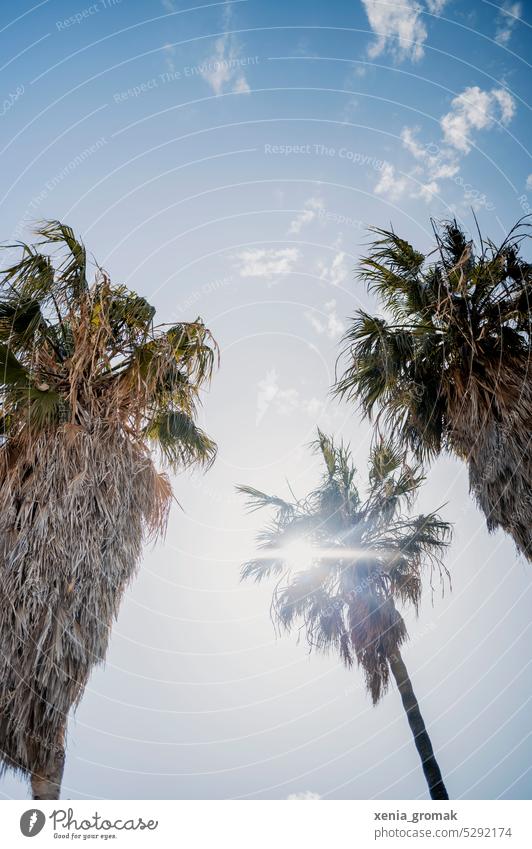 Palm trees in the blue sky palms vacation Sky Nature Palm frond Green Plant Summer Exterior shot Vacation mood Vacation & Travel Palm beach Exotic Tourism