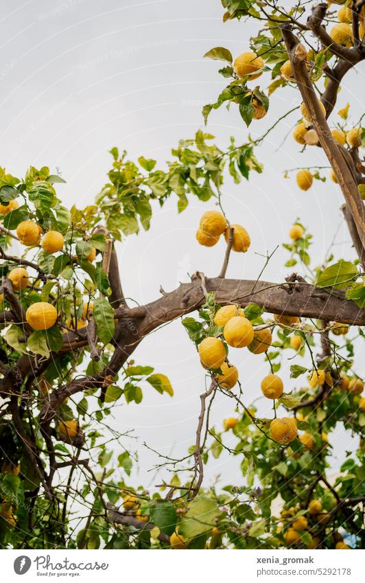 lemon tree Lemons Lemon tree Citrus fruits Colour photo Food Yellow Fresh Healthy Summer Green Mature Mediterranean vacation Vacation mood Vacation & Travel