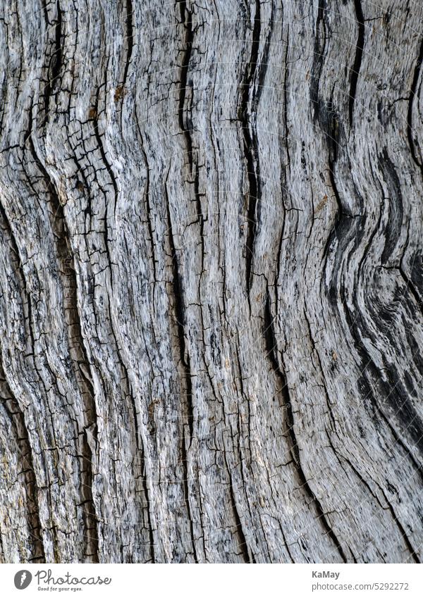 Close up of structure of old rotten wood as background Wood Pattern Old Brittle Grunge Copy Space Nature naturally Close-up macro details Tree Tree trunk cracks