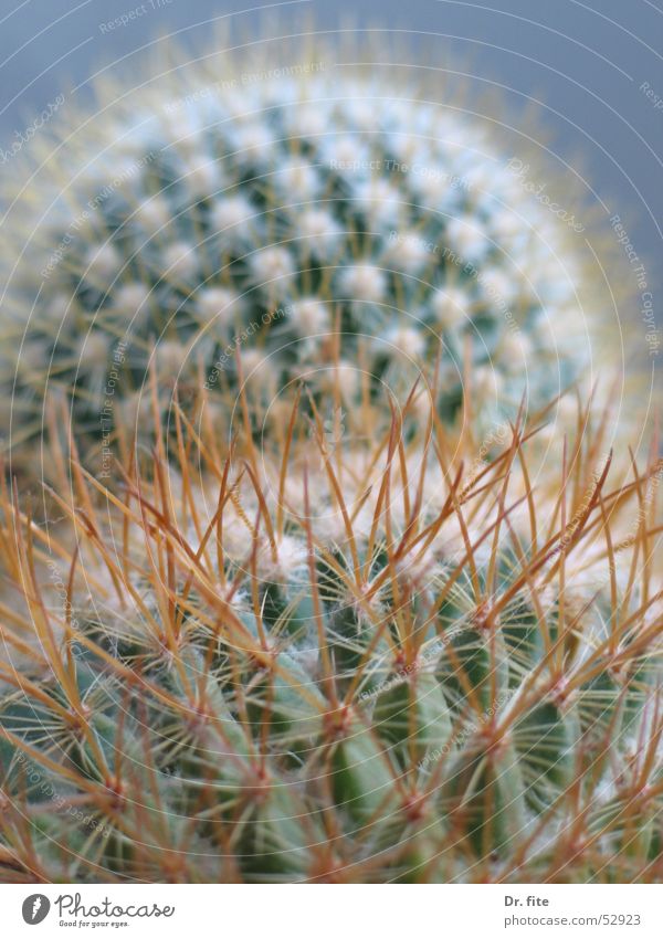 thorny landscape Cactus Thorn Hill Worm's-eye view Mountain Close-up Macro (Extreme close-up) Detail prick