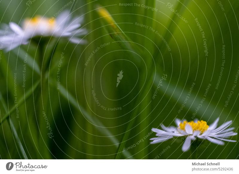 gaenseBluemchen Daisy daisy Daisy flowers Small White Flower Plant Spring Summer Blossoming Meadow Grass removed disassociated Green Flower meadow Spring fever