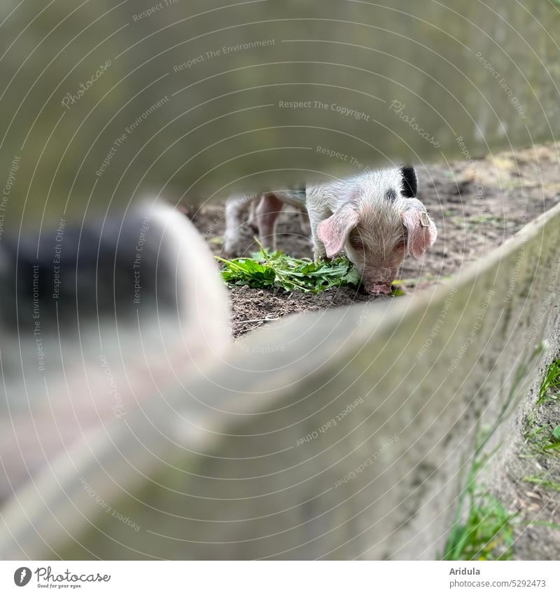 Piglet eats dandelion Barn Discontinuation Enclosure Fence Swine Agriculture Farm Animal Farm animal Cute Pink Happy Animal portrait Pet To feed hunger