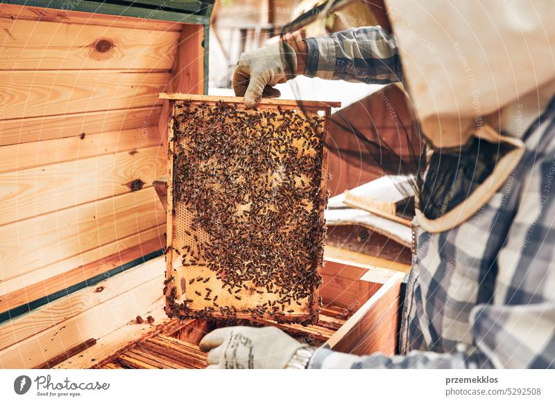 Beekeeper working in apiary. Drawing out the honeycomb from the hive with bees on honeycomb. Harvest time in apiary honeybee beekeeper apiculture beekeeping