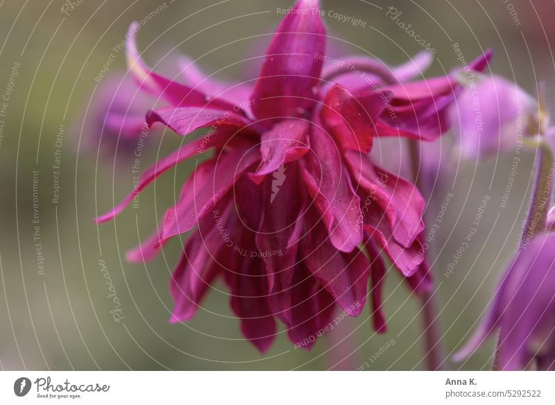 So pretty in pink...the graceful columbine Aquilegia Columbine flower Blossom pink blossom petals Flower love Spring flower blooming spring flower wild flower