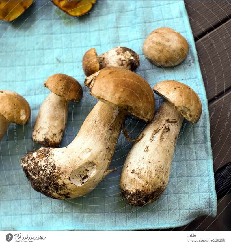 edible Vegetable Nutrition Organic produce Vegetarian diet Autumn Boletus Mushroom Lie Dirty Delicious Natural Brown Sustainability Nature Accumulate Edible