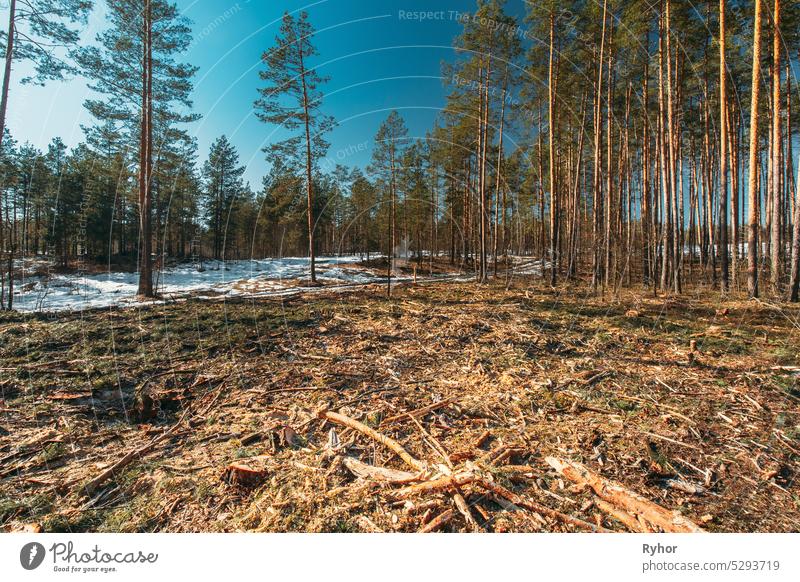 Fallen Tree Trunks In Deforestation Area. Pine Forest Landscape In Sunny Spring Day. Green Forest Deforestation Area Landscape area broken cut cutting damage