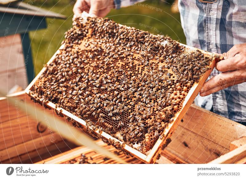 Beekeeper working in apiary. Drawing out the honeycomb from the hive with bees on honeycomb. Harvest time in apiary honeybee beekeeper apiculture beekeeping