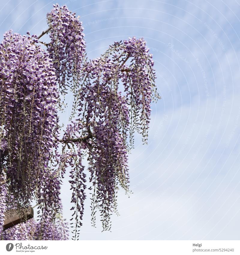 Mainfux-UT | blue vine against blue sky with clouds Blue rain Tree Blossom Blue rain flower Plant Sky Clouds Nature Spring Exterior shot Colour photo Blossoming