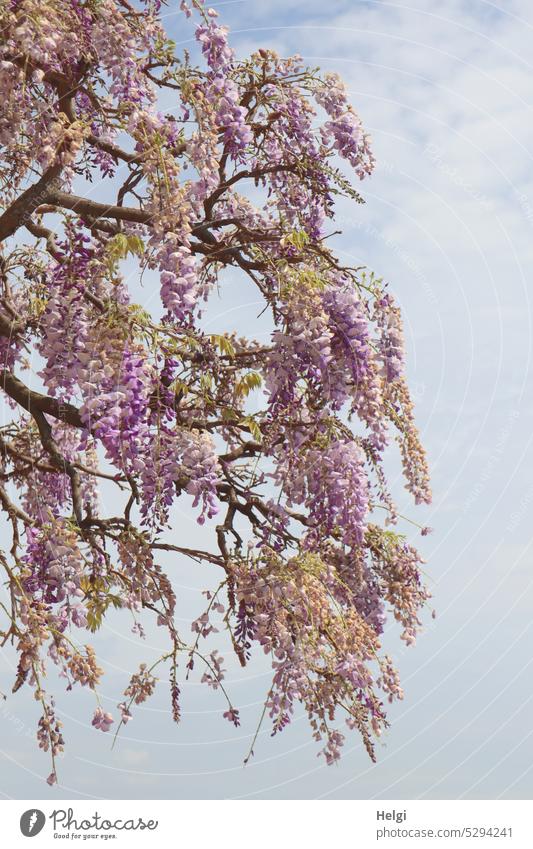 Mainfux-UT | blooming blue rain against blue-gray sky Blue rain Wisteria Wistarie Glycine Fabaceae faboideae Legume creeper inflorescence Spring Plant Nature