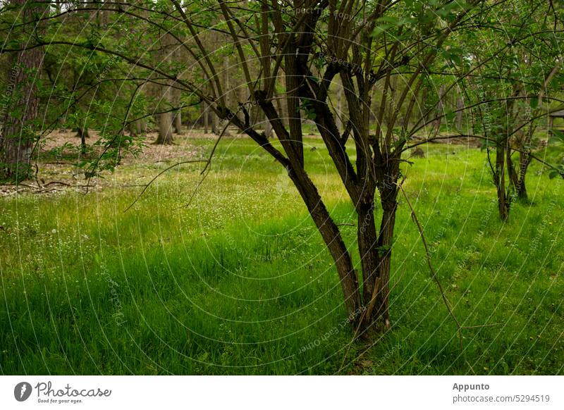 At the edge of the forest grows a bright green spring meadow with a light strip and some gnarled shrubs Edge of the forest Meadow Spring Green Nature