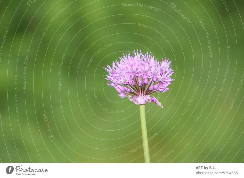 ornamental garlic Garden Flower allium blossoming garden nature Minimalistic