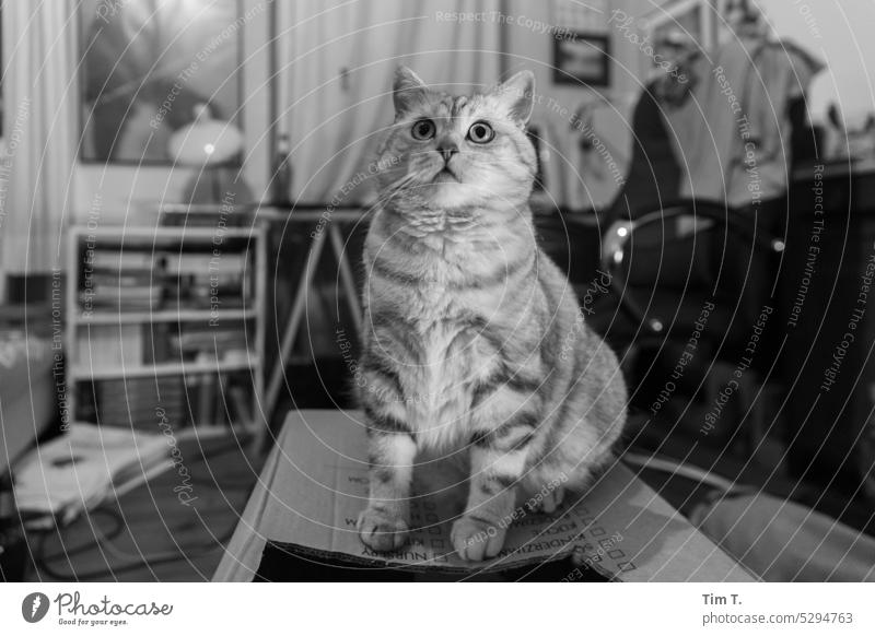 Cat on cardboard box b/w Black & white photo B/W B&W Deserted room Room Interior shot Calm