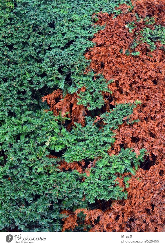 Summer - Autumn Plant Bushes Garden Funny Brown Green Colour Hedge Autumnal Early fall Autumnal colours Branch Twigs and branches Pattern Muddled Colour photo