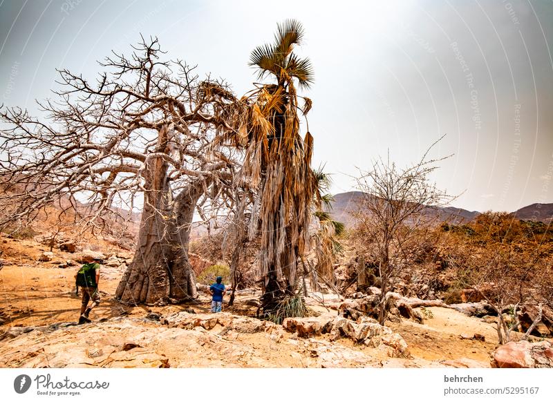 fascination world! Twigs and branches Exterior shot Tree trunk epupafalls Baobab tree Climate change Drought aridity Dry Far-off places Africa Colour photo