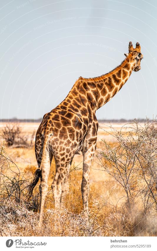 jutting Giraffe Animal protection Love of animals Fantastic Wild animal Trip Free travel Exterior shot Warmth Far-off places Wilderness Animal portrait