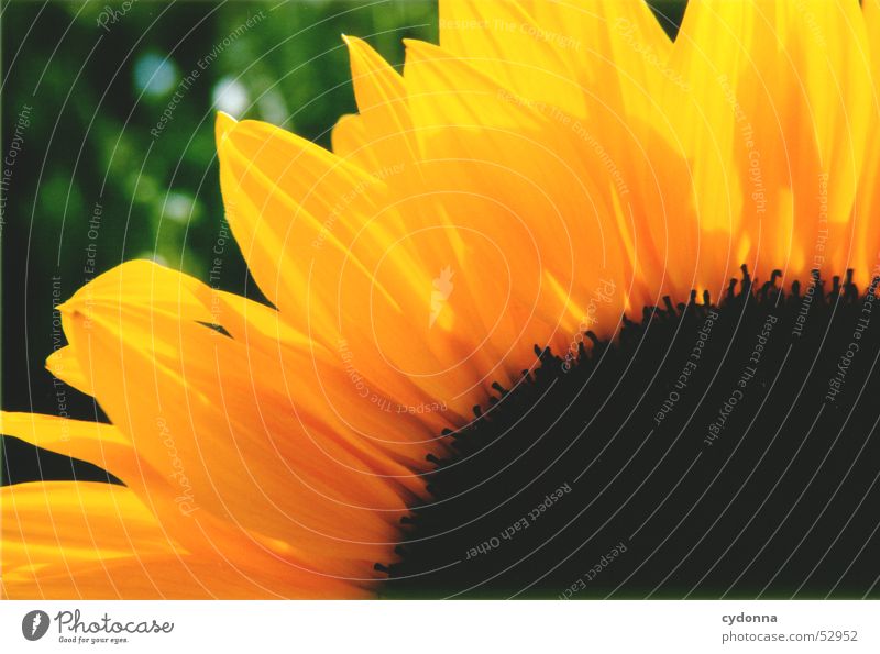 sunflower Sunflower Plant Summer Light Yellow Flower Blossom Blossom leave Macro (Extreme close-up) Close-up Colour Contrast Detail Nature