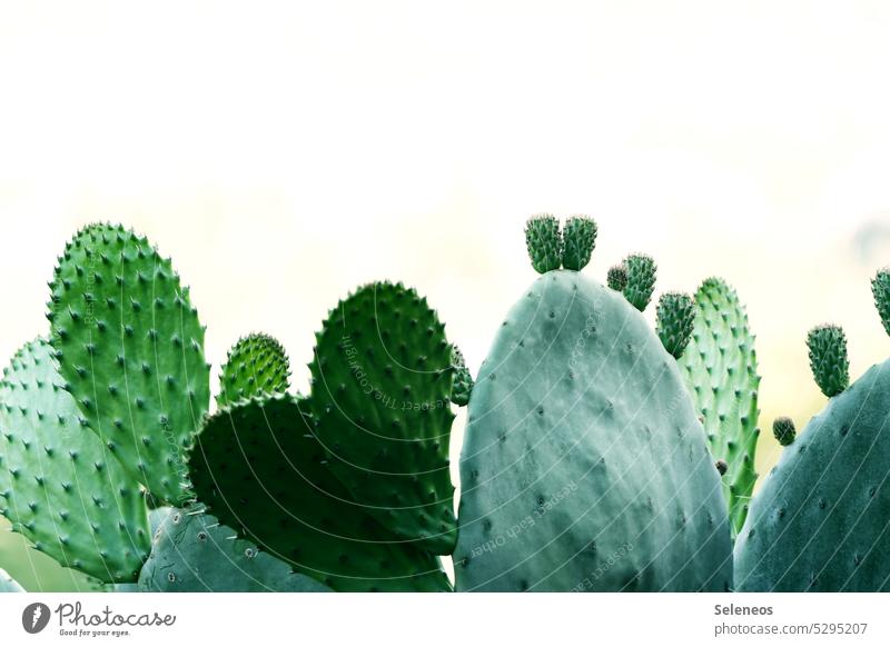 scratch brush Cactus Cactusprickle cactus plant Cactus field Plant Nature Colour photo Green Day Exotic Exterior shot cacti Desert Thorn Thorny Botany