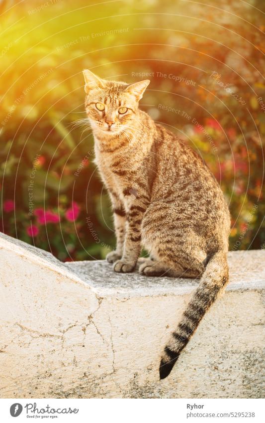 Gorgeous homeless Cat Outdoor Portrait In Sunny Day. Close Up stray cat. Portrait Of Homeless Gray Cat Sitting Outdoor In Street face shine gorgeous kitty pet