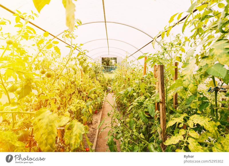 Bush Of Tomatoes Vegetables Growing In Raised Beds In Vegetable Garden Or Hothouse Or Greenhouse organic greenhouse tomato summer produce cultivated agriculture