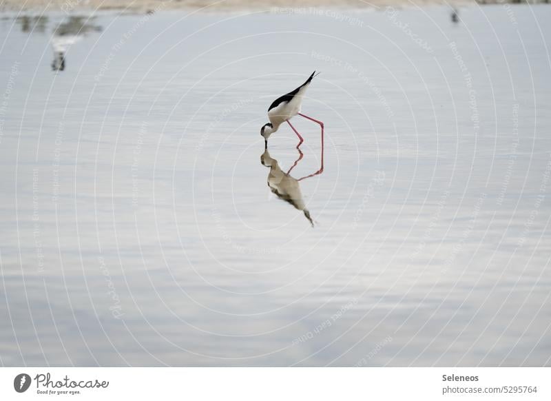 mirror image Stilt waterfowl Water reflection Animal Bird Nature Lake Reflection Exterior shot Pond Grand piano waterfowls Beak pretty Wild naturally