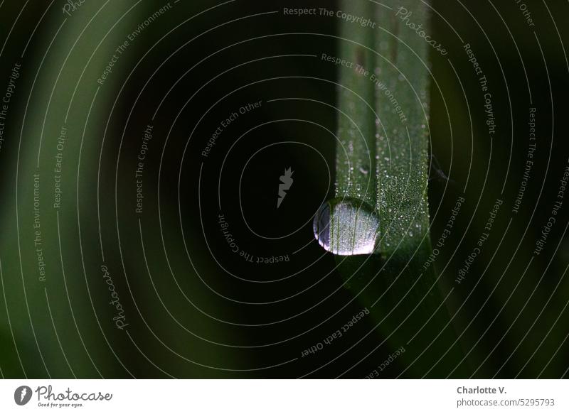 Mainfux | Karlstein's only dewdrop in the very early morning of 07.05.2023 Grass blade of grass dew drops Drop dewdrop macro Dew Drops of water