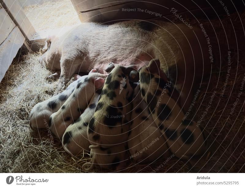 Sow suckling many small piglets on straw in dark barn with open door Swine Piglet Mother sow suckle Animal Farm Farm animal Agriculture Nature Cute Barn Mammal