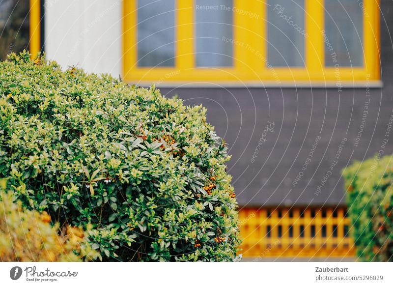 Boxwood, behind modern facade detail in yellow Beech Facade Yellow Modern 1970s geometric Architecture architectonically Building urban structure Abstract