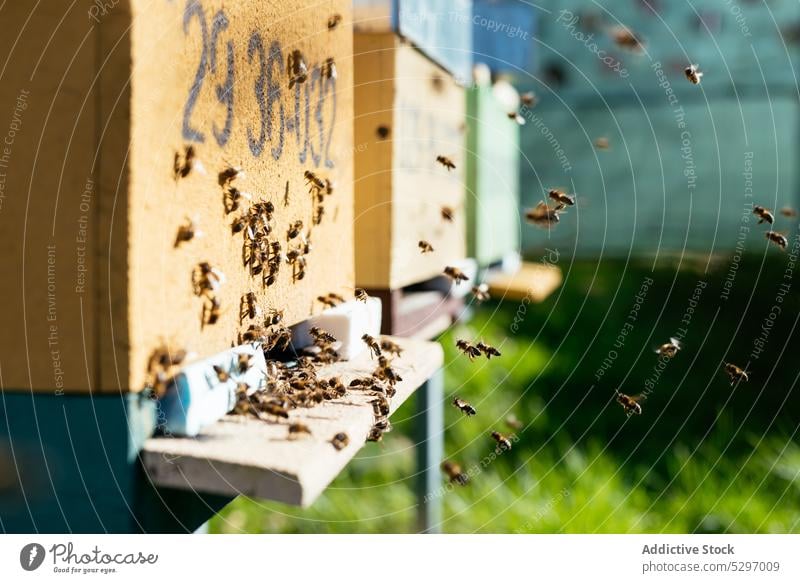 Beehive with bees in apiary honeycomb beehive many grass lawn summer daytime farm sun countryside sunlight season insect nature organic yard rural production