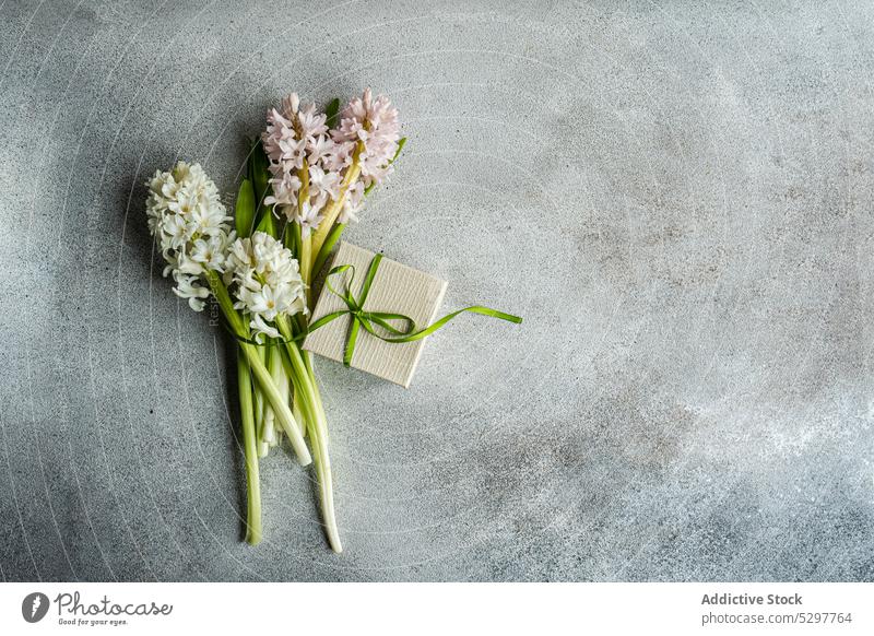 Hyacinth flowers near gift box with ribbon Easter background beauty bond bouquet concrete festive flat lay flora floral frame garden holiday hyacinth leaf