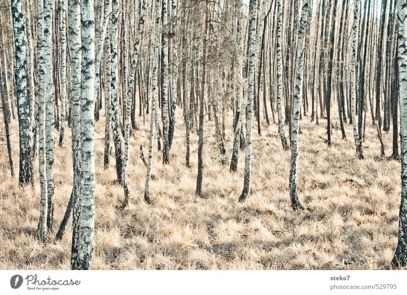 alien Autumn Winter Tree Birch wood Birch tree Forest Cold Brown Black White Loneliness Uniqueness Nature Perspective Symmetry Transience Subdued colour