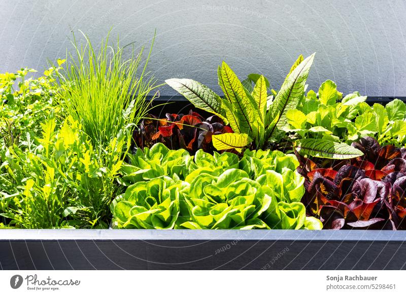 A raised bed with green salad and herbs Lettuce Green Vegetable Food Organic produce Plant Garden Fresh Nutrition Vegetarian diet Healthy Eating Vegan diet