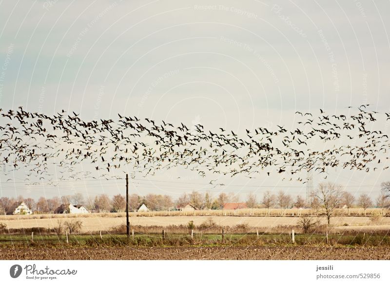 stream Landscape Animal Earth Sky Autumn Wind Agricultural crop Field Village House (Residential Structure) Bird Flock Network Running Flying Simple Brown