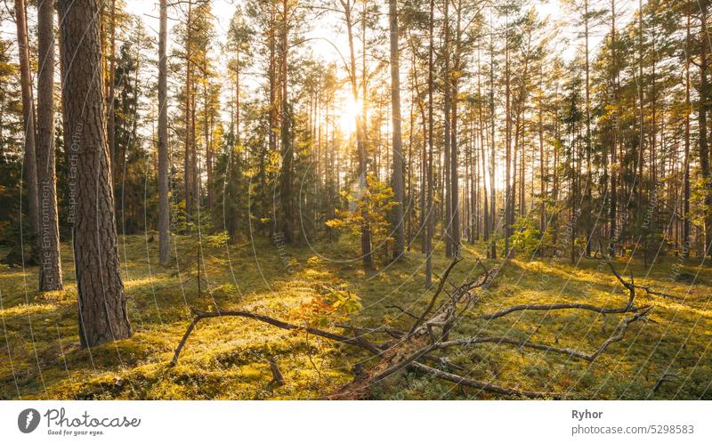 Europe. Forest , . Beautiful Sunset Sun Sunshine In Sunny Autumn Coniferous Forest. Sunlight Sunrays Shine Through Woods In Forest Landscape. View Of Fallen Tree Trunk. 4K